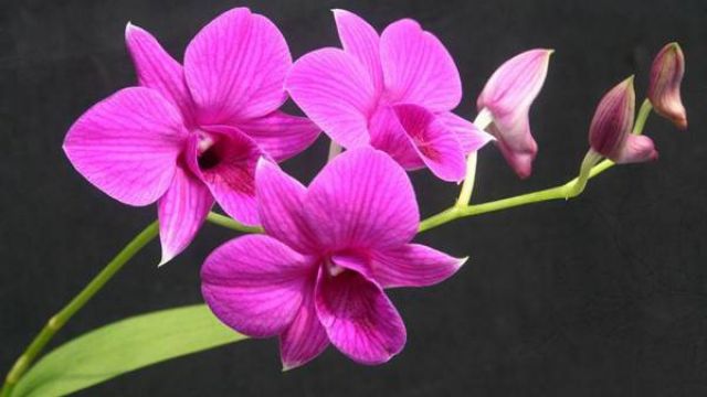 石斛兰的功效及作用有哪些(石斛兰的功效及作用有哪些呢)