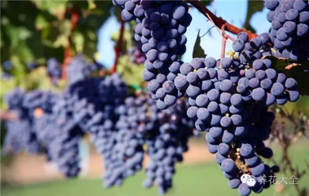 葡萄的形成层在哪