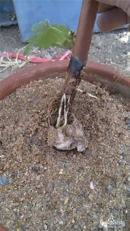 葡萄的形成层在哪