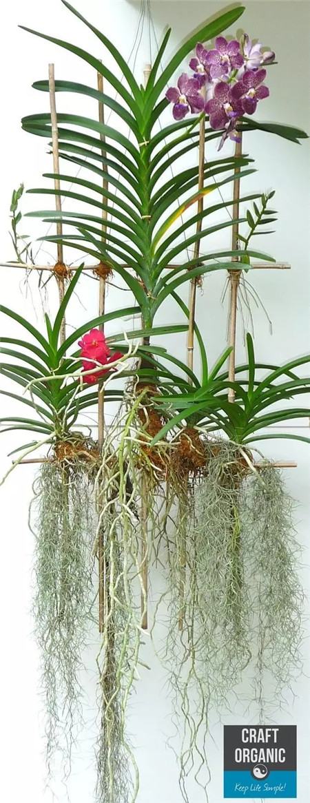 奇葩花长什么样