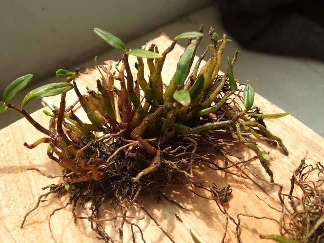 石斛兰的功效及作用有哪些呢