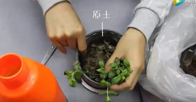 夏天哪些花好养