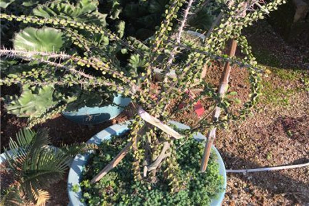 亚拉腊山木结构