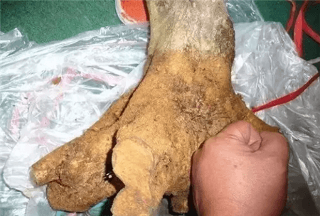 路边的树根能捡吗