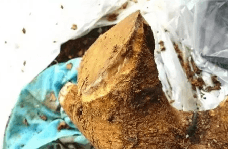 路边的树根能捡吗