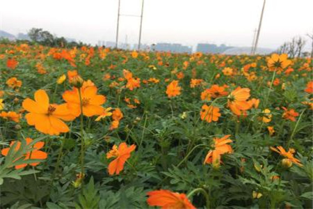 硫华菊的种植方法及注意事项视频