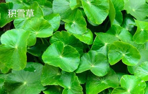 大吴风草用法用量