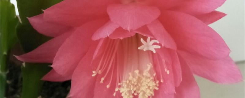 令箭荷花的花语和寓意有什么传说故事(令箭荷花图)