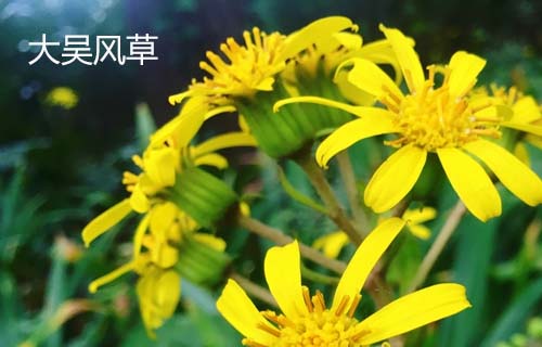 大吴风草用法用量