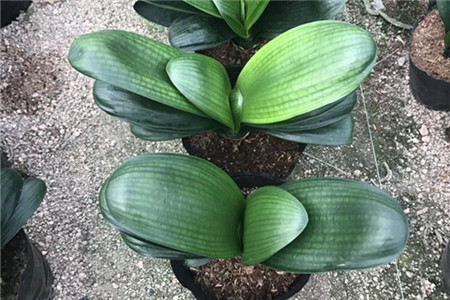 君子兰可以用磷酸二氢钾喷施叶面吗