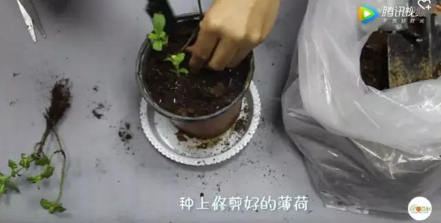 夏天哪些花好养