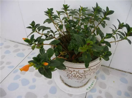 各种花卉的养殖