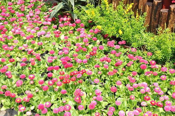 翠菊的价值(翠菊的作用)