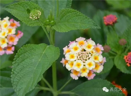 各种花卉的养殖