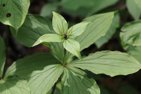 重楼重楼的种植方法