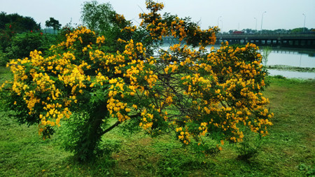 双荚决明与黄槐决明的区别