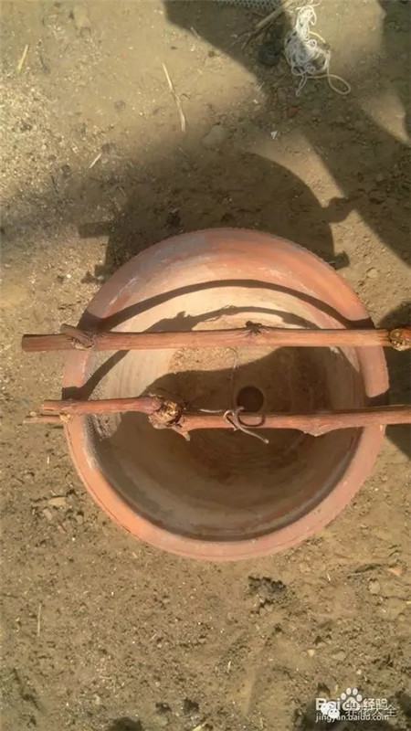 葡萄的形成层在哪