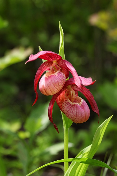 杓兰的根部图片