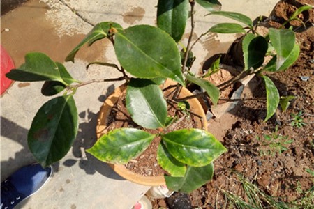 茶花叶子发黄怎么办?