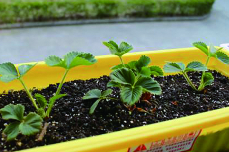 草莓种子什么时候种植