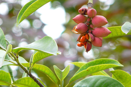 深山含笑养护技术