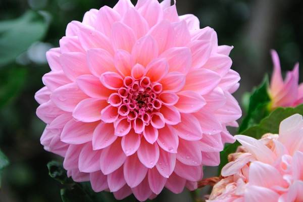 大丽花花图赏析(大丽花国画写意)