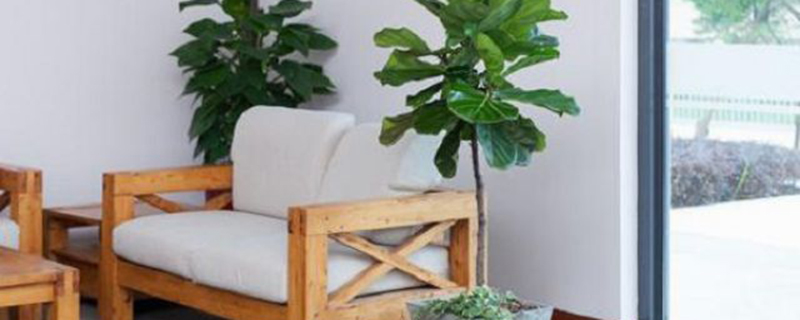 琴叶榕黄叶枯萎怎么办黄叶枯萎的原因及补救办法(琴叶榕叶子枯萎还有救吗)