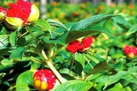 重楼重楼的种植方法