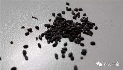 夏天哪些花好养