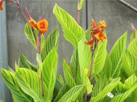 各种花卉的养殖