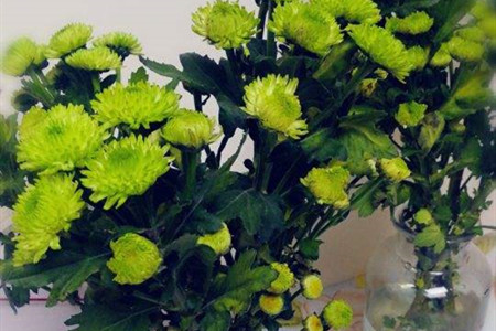 各种颜色雏菊的花语和寓意