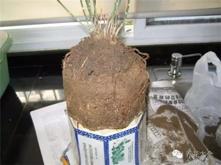 植物怕冷吗?