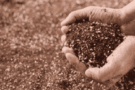 人心果怎么养殖