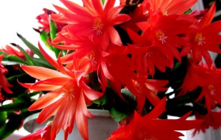 假昙花开花期可以施肥吗