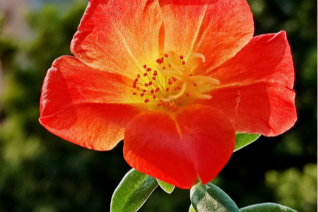 太阳花能过冬吗?