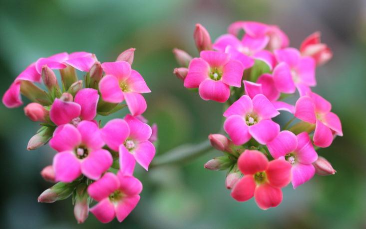 长寿花有毒吗能放室内吗