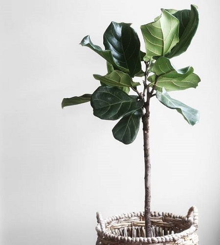 琴叶榕叶子枯萎还有救吗