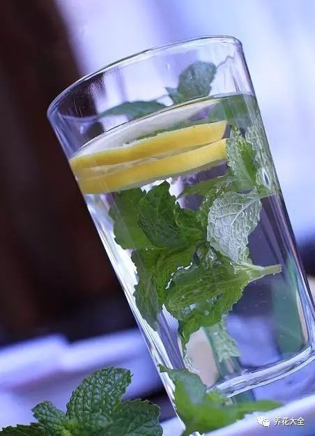 夏天哪些花好养