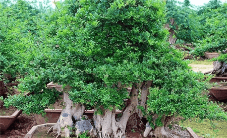 路边的树根能捡吗