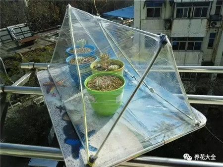 植物怕冷吗?