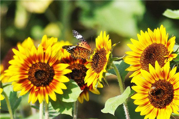 土壤修复有哪些