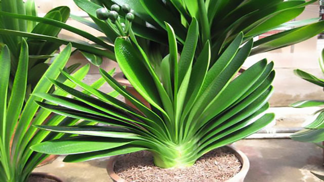 君子兰肥料怎样自制(在家怎样做君子兰肥)