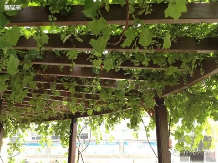 葡萄的形成层在哪