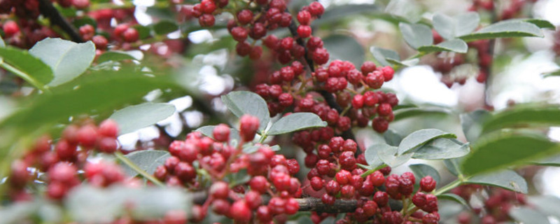 花椒树苗什么时候种植(花椒树何时移栽最佳)