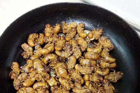 吃金蝉的危害有哪些?