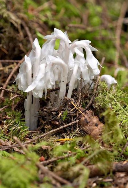 水晶兰治什么病