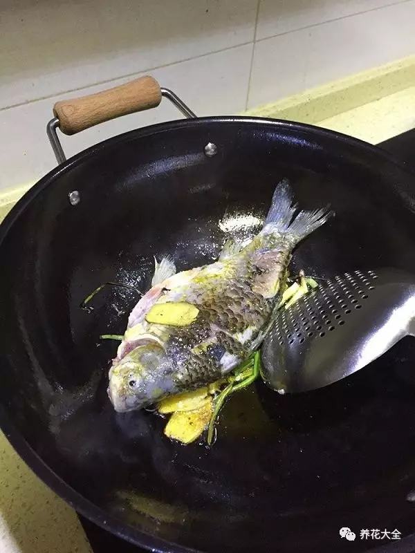 夏天哪些花好养