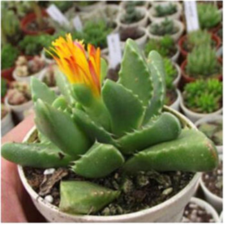 多肉四海波有几种