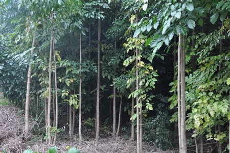 绿宝树的种植方法