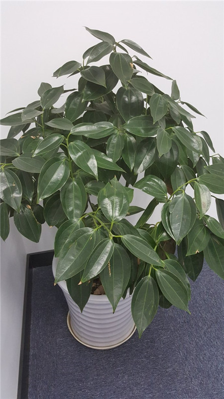 平安树的繁殖方法图